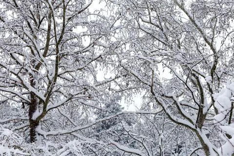 Snowy forest, background Stock Photos