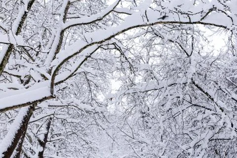 Snowy forest, background Stock-Fotos