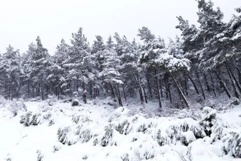 Snowy forest, background Stock Photos