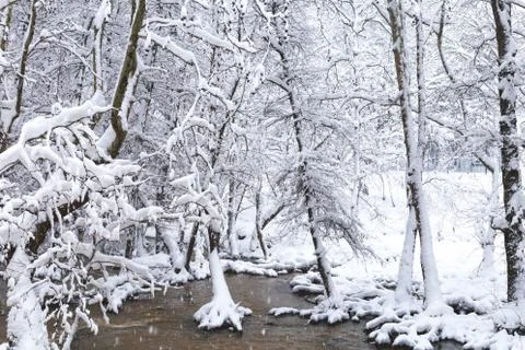 Snowy forest, background Stock Photos