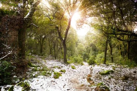 Snowy forest in backlight Stock Photos