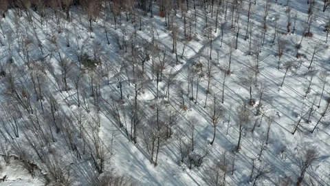 A snowy forest with bare trees casting long shadows in winter, aerial view Stock Footage 277188011