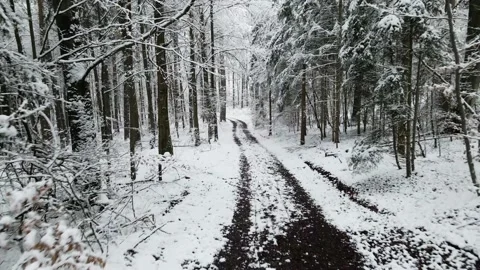 Snowy forest in Bavaria Video stock 146534130