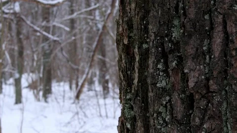 Snowy forest, blizzard and a tree background Stock Footage 235231781