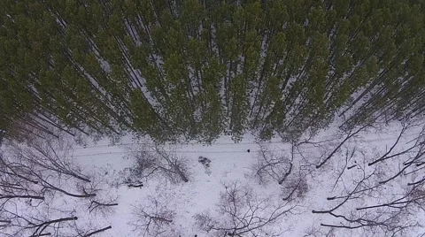 Snowy Forest Canopy from above Stock Footage 44266773