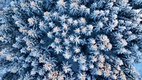 Snowy forest canopy creating stunning winter wonderland Stock Footage 297054280