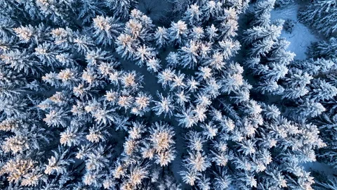 Snowy forest canopy forming a winter wonderland Stock Footage 297054407