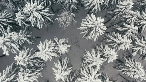 Snowy Forest Captured from Above During a Cold Winter Day Drone Flight 库存影片 331167593