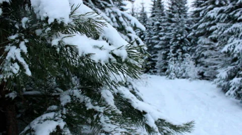 Snowy forest with changing focus Stock Footage 56772055