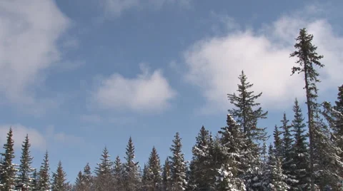 Snowy Forest Cloudy Sky Stock Footage 2832906