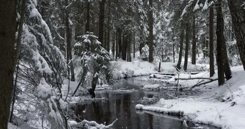 Snowy forest with a creek Stock Footage 90833754