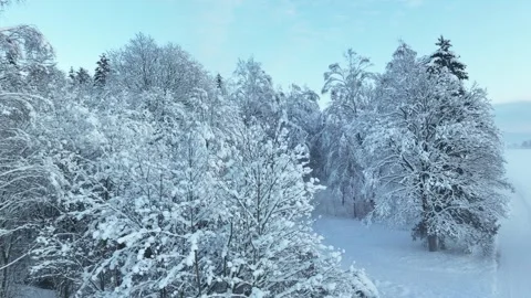 Snowy forest edge Vídeos de archivo 258462040