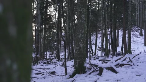 Snowy Forest with Evening Light in Background Stock Footage 323015275