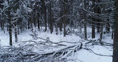 Snowy forest with a fallen tree Stock Footage 148118864