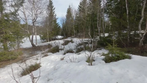Snowy Forest Floor and Pine Trees in Frognerseteren Oslo Stock Footage 340960648