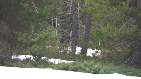Snowy forest floor in early spring shows mixed woodland ground cover - Tree Base Stock-Footage 339812788