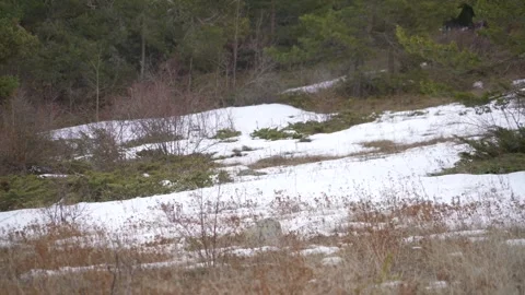 Snowy forest floor in early spring shows mixed woodland ground cover - Snow Melt Stock-Footage 339812853