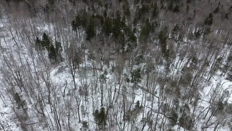 Snowy forest flyover Stock Footage 267129902