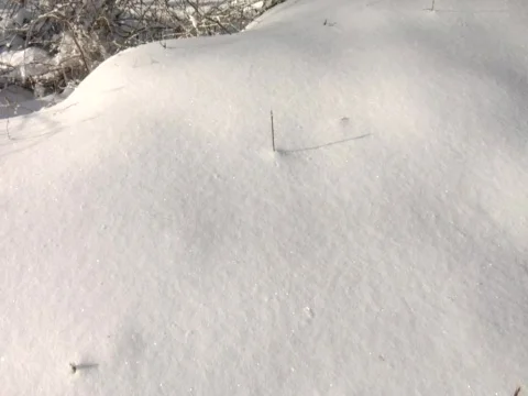 Snowy Forest Stock Footage 356528