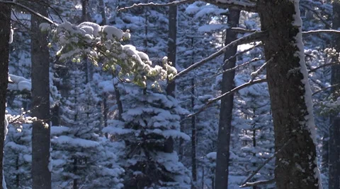 Snowy Forest Stock Footage 34174481