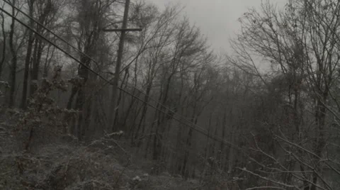 Snowy Forest Vídeos de archivo 40736018