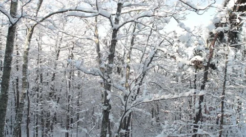 Snowy Forest Stock Footage 44561159