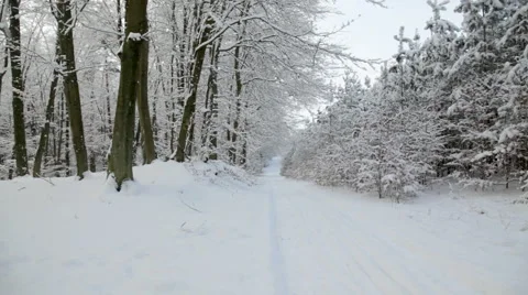 Snowy forest Stock Footage 45480139