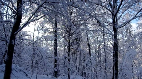 Snowy forest Stock Footage 46620650