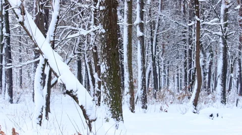 Snowy forest Stock Footage 46625143