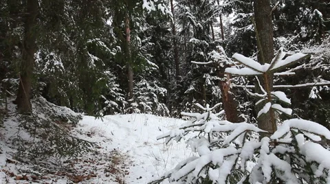 Snowy forest Stock Footage 46797983
