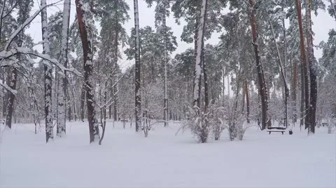 Snowy forest Stock Footage 46973110