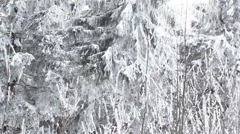 Snowy Forest Stock-Footage 47373539