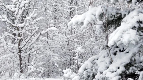 Snowy Forest Stock Footage 47621033