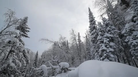 Snowy forest Stock Footage 50546625