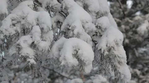 Snowy forest Video stock 50548641