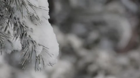 Snowy forest Video stock 50548698