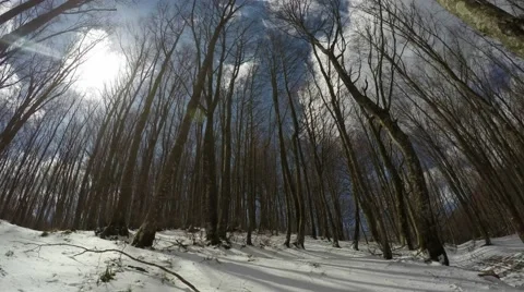 Snowy Forest Video stock 58954857