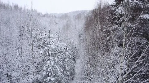 Snowy forest Stock Footage 60769344