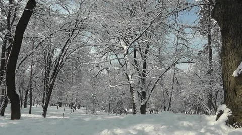 Snowy forest Stock Footage 60777470