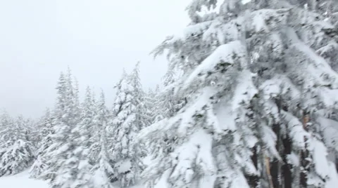 Snowy forest Stock Footage 61653773