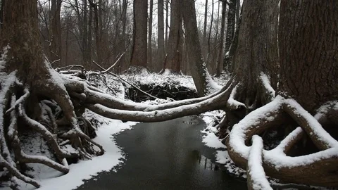 Snowy Forest Stock Footage 73829509