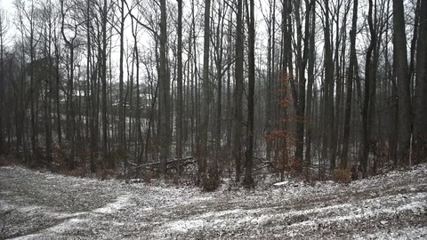 Snowy Forest Stock Footage 73829513