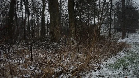 Snowy Forest Stock Footage 73829515