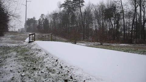 Snowy Forest Stock Footage 73829516