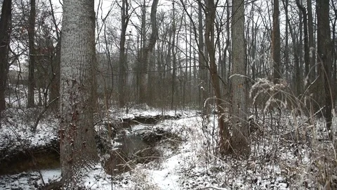Snowy Forest Stock Footage 73829517
