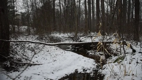 Snowy Forest Stock Footage 73829518