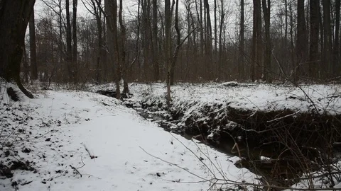 Snowy Forest Stock Footage 73829519