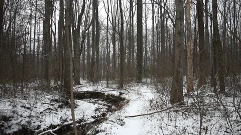 Snowy Forest Stock Footage 73829520