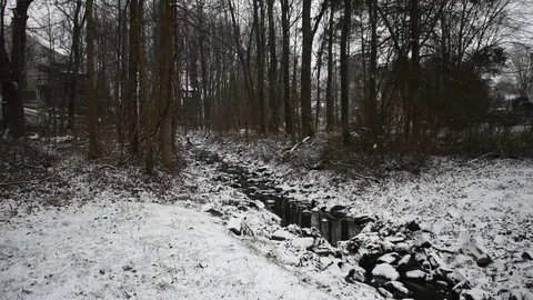 Snowy Forest Stock Footage 73829522