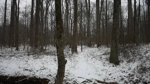 Snowy Forest Stock Footage 73829523